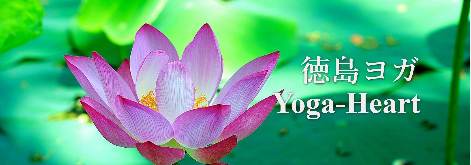 Yoga-Heart（ヨガハート）と蓮の花