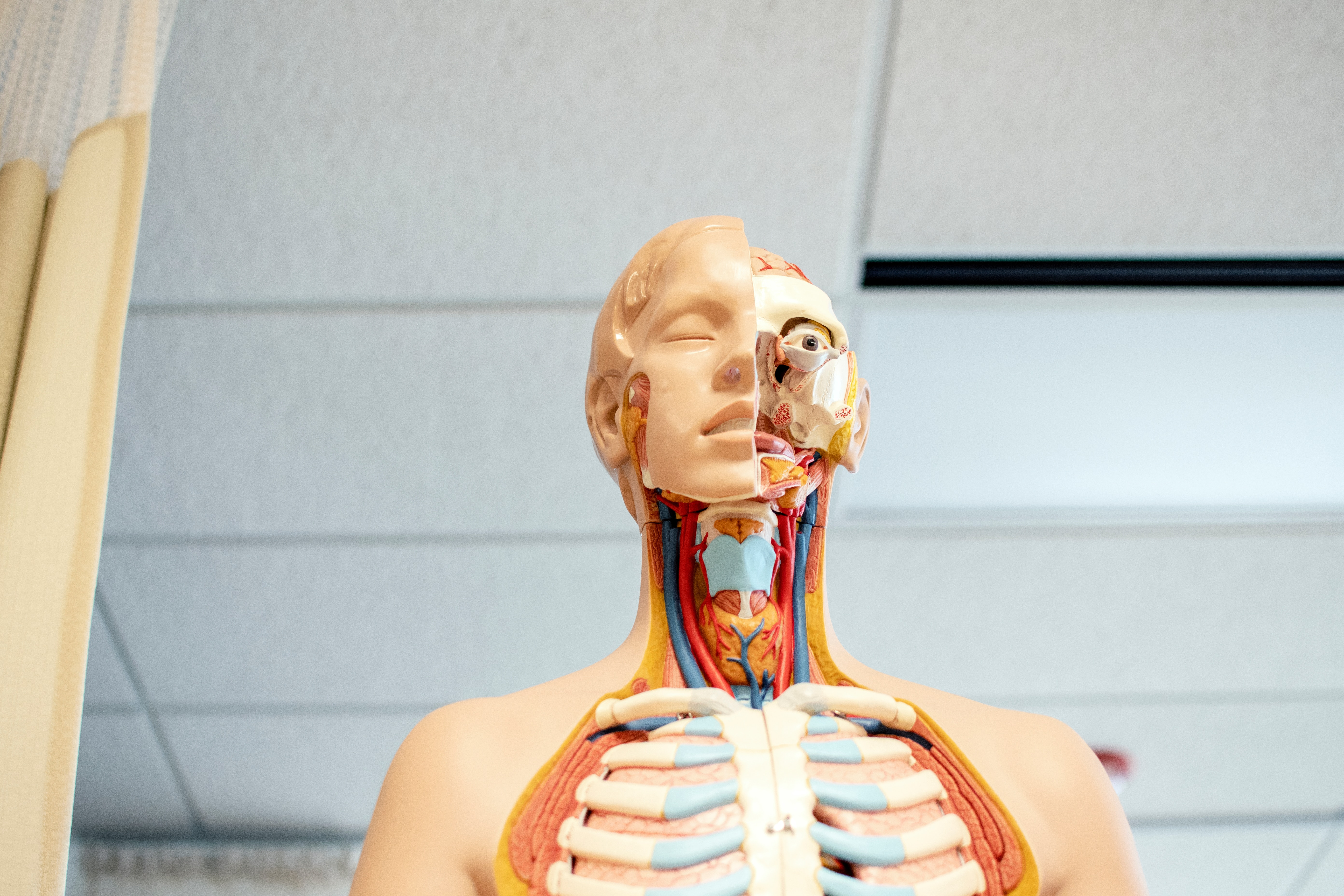 解剖学の人体模型