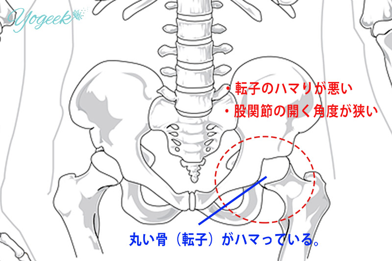 骨盤と転子の図