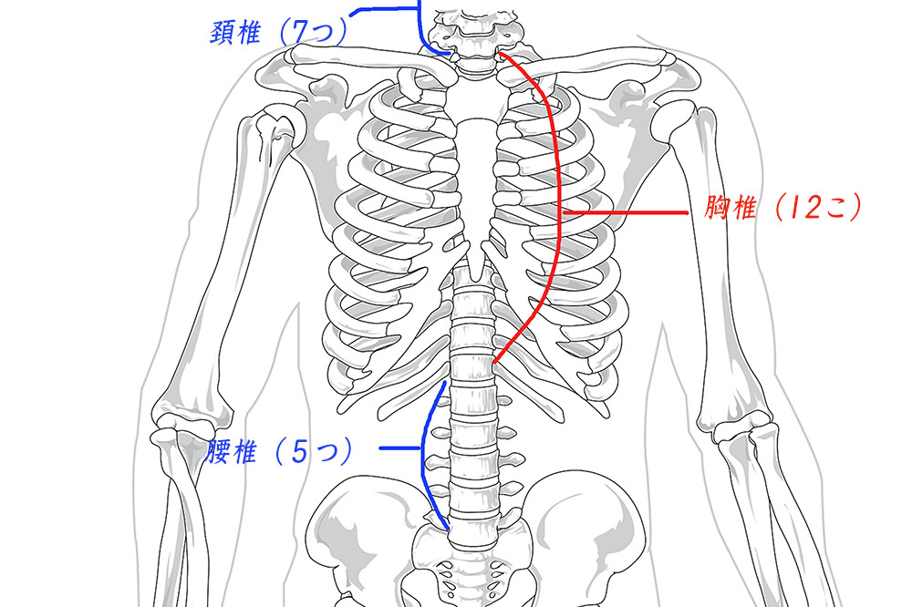 胸椎の位置