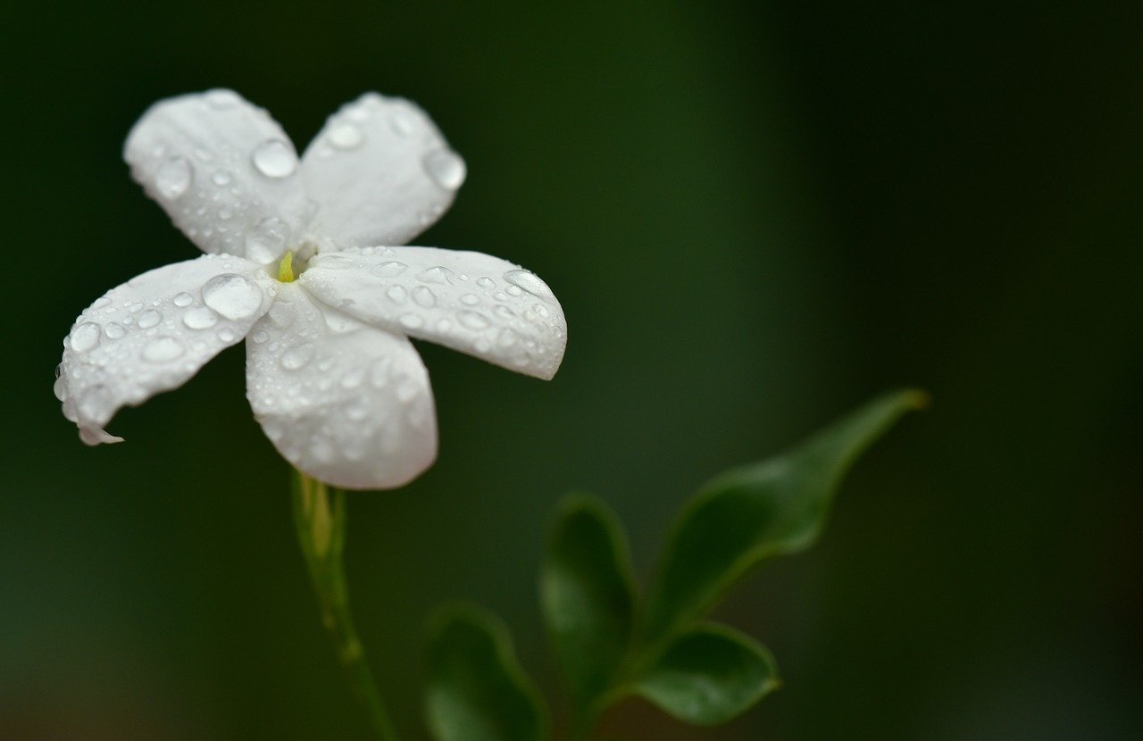 ジャスミンの白い花